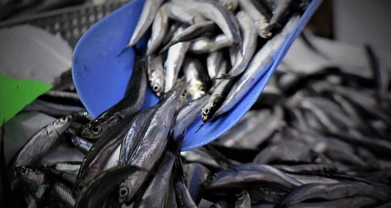 Trabzon’da av bollaştı: Hamsinin kilosu 100 liraya düştü