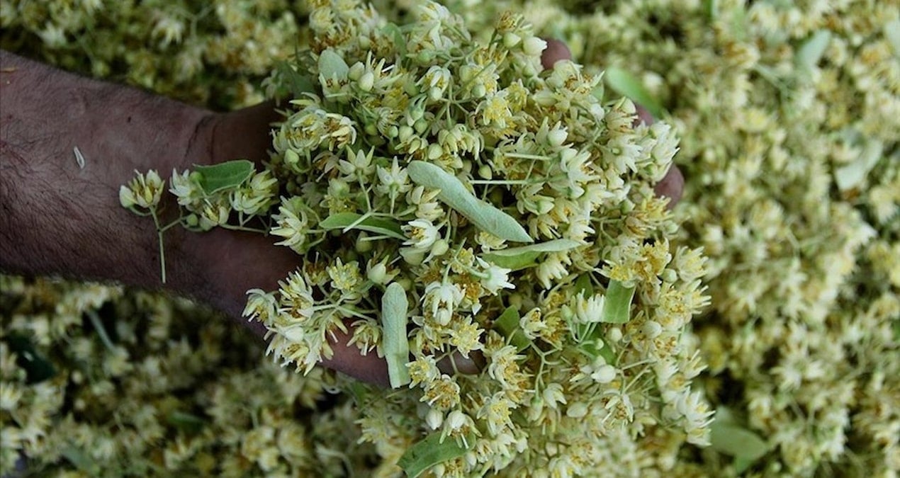 Değeri altınla yarışıyor ama… Sonbahar geldi kapış kapış satılıyor