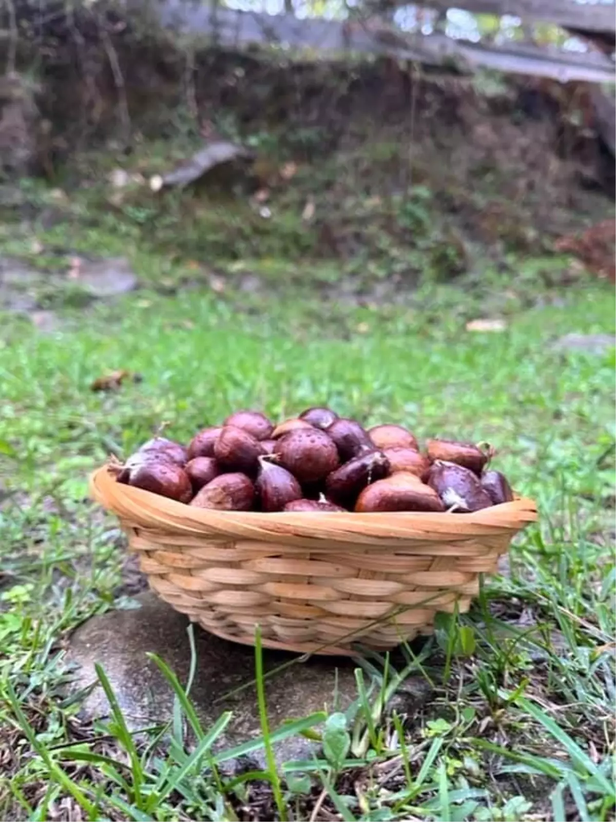 Sinop’ta Kestane Sezonu Başladı: Geleneği Yaşatıyorlar