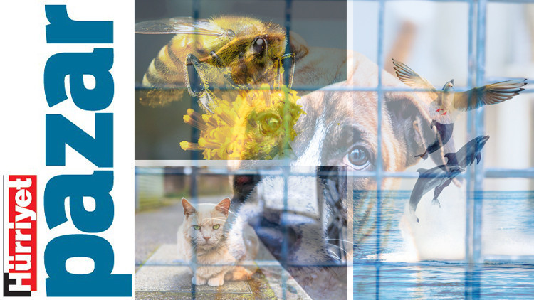 Köpekler, maymunlar, balıklar, arılar… Hiçbir tür güvende değil!