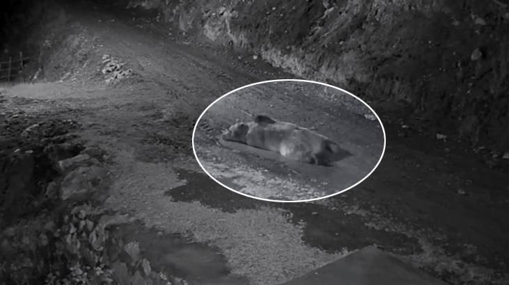 Mahalleliyi canından bezdiren ayı! Eve girip karnını doyurdu, kapıda yatarken ev sahibine yakalandı