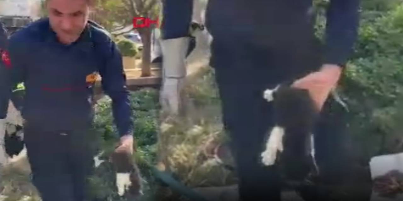 Mahsur kalan yavru kediyi el birliğiyle kurtardılar!
