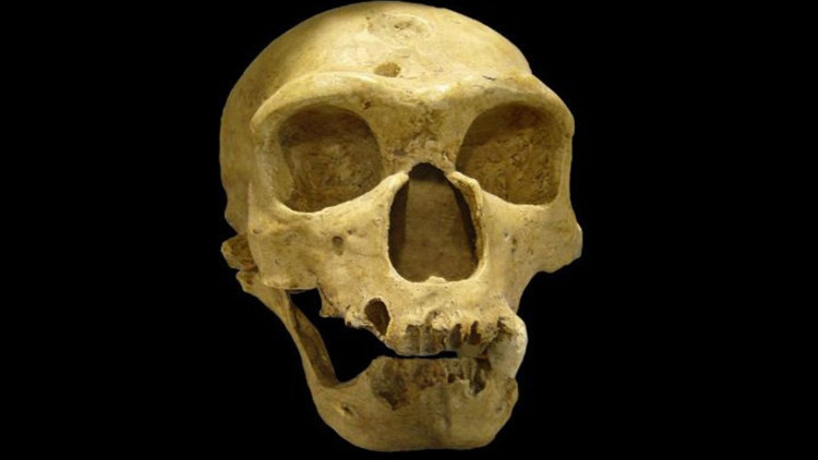 Neandertaller gerçekten yok olmadı