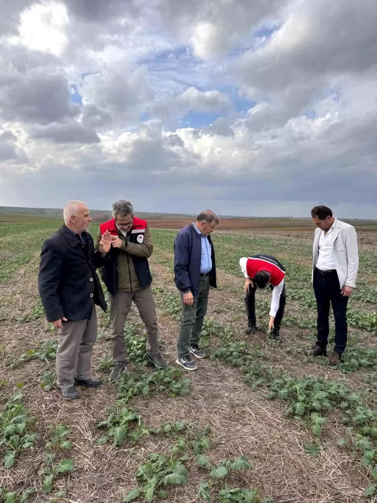 Tekirdağ’da Anıza Kanola Ekim Değerlendirmesi