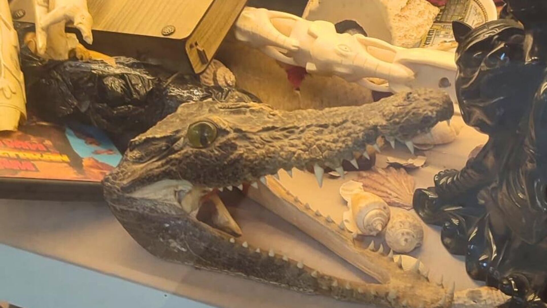 Yasa dışı yaban hayatı ürünlerine operasyon: Caretta kabuğundan geyik boynuzuna kadar yüzlerce ürüne el konuldu