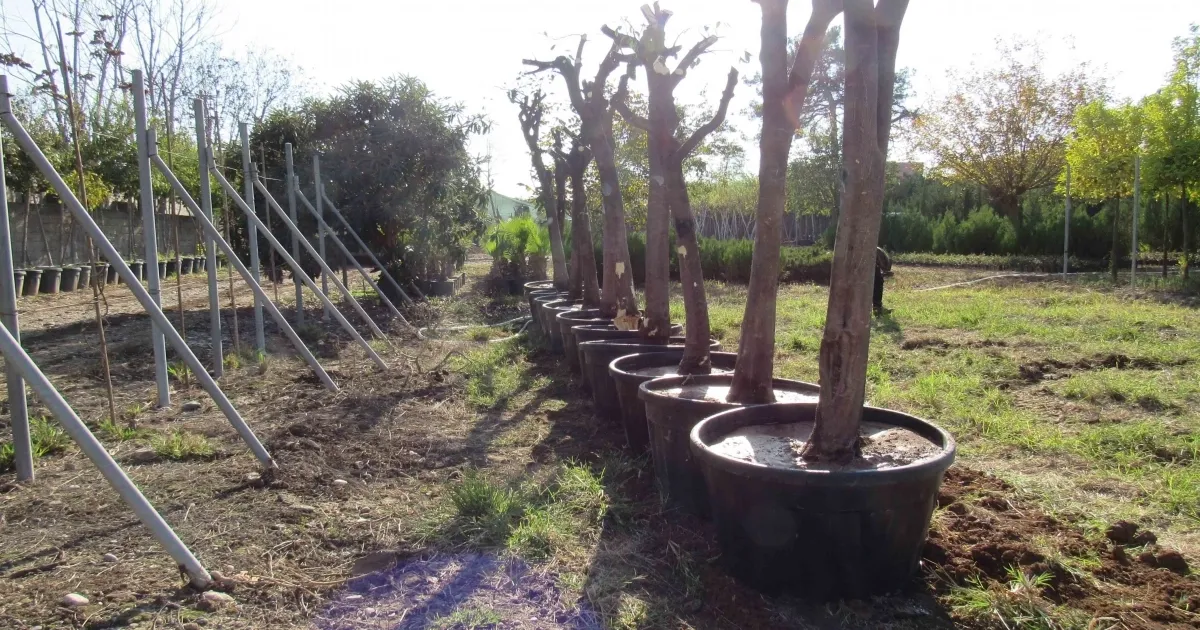 Adana’da kavşak çalışmalarında ağaçlara hassas dokunuş