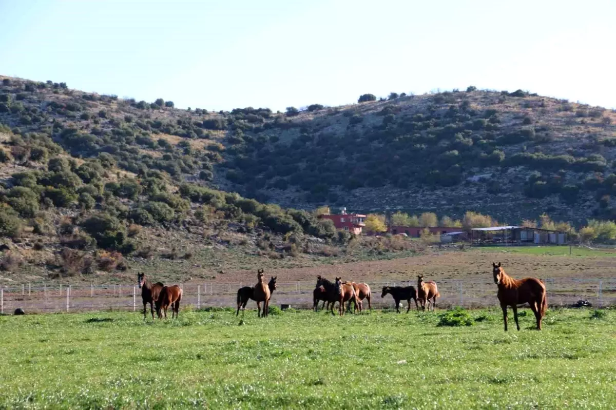 Kozan’da Milyonluk At Yetiştiriciliği