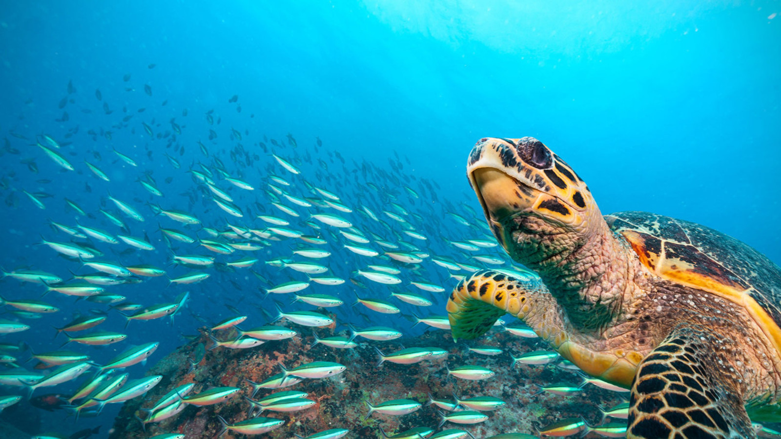 Okyanuslarda "Vahşi Batı" devri kapandı: Kimsesiz sular artık sahipsiz değil