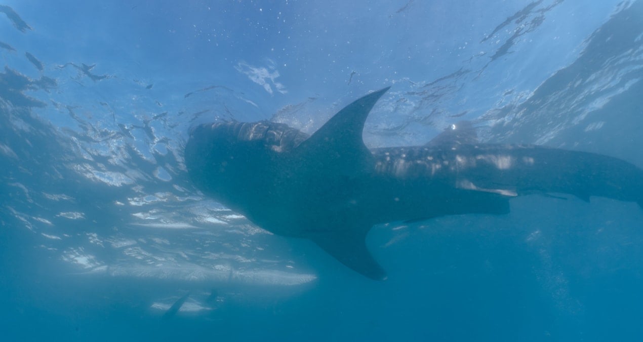 Renk Değiştirerek Temizlik Yapan Balıklar: Doğanın Gizemli Sırları