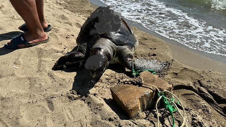 Yüzgecine parke taşı bağlanan deniz kaplumbağası ölü bulundu: İnsanlık dışı bir olay