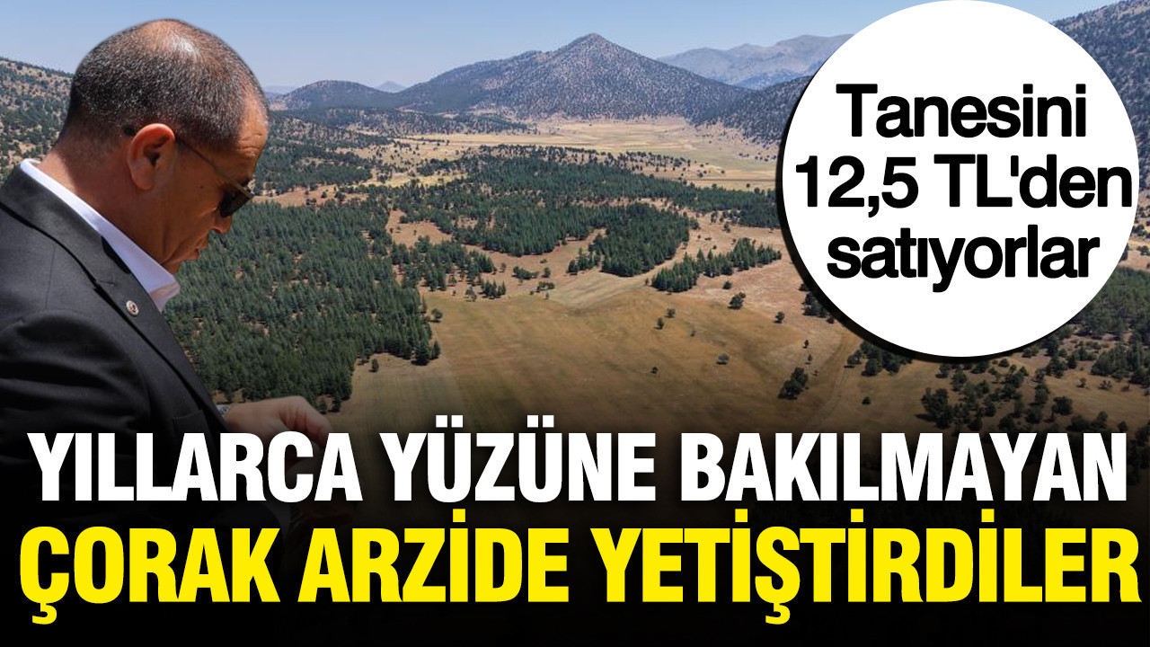 Tanesini 12,5 TL’den satıyorlar: Çorak arazide yetiştirip, hasat ettiler Img